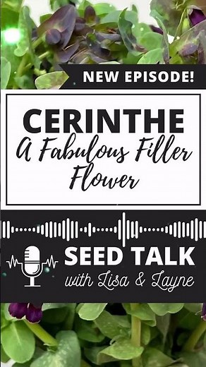 New Seed Talk Podcast Episode! #cerinthe #honeywort #coolflower #flowergardening
