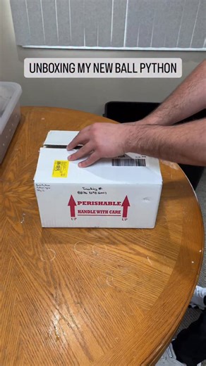 BALLS OF FURY on Instagram: "Unboxing our new Ball Python🐍😍 Meet our True Ghost Ball Python👻 Really excited to start working with this combination it is absolutely beautiful. There is definitely so much potential in this project and we are extremely excited to untap it💪 Huge thanks to @baileyreptiles for hooking us up with this amazing snake! Drop some name suggestions in the comments for this girl🙏"