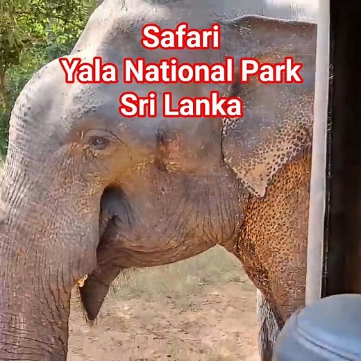 This Elephant Got WAY Too Close 🐘💀