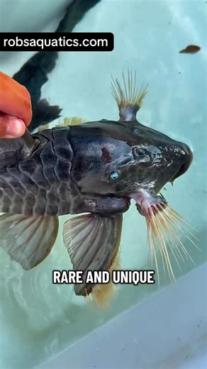 I searched the entire world for this fish… the legendary Blue Eyed Panaque Pleco 🐟💎 #blueeyedpanaque #rarefish #monsterfish #pleco #fishlovers #fishkeeper #aquariumlife #freshwaterfish #fishtank #aquariumhobby | Rob’s Aquatics
