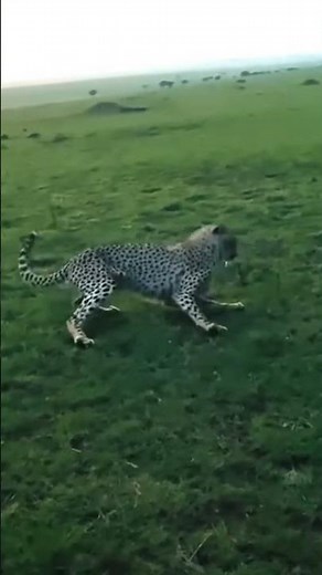 Cuando llegó el momento de la muerte de un leopardo salvaje, su estado quedó registrado en vídeo.