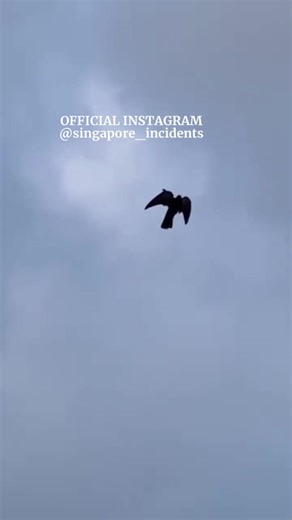 21K views · 191 reactions | Big bird stuck in Matrix on the sky  | Singapore Incidents | Facebook