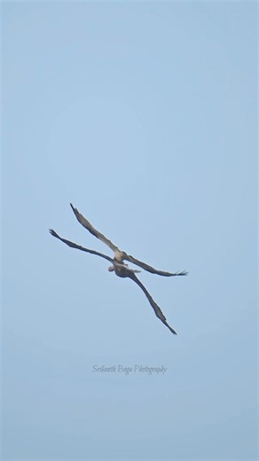 Watch as an eagle chases an osprey mid-air, forcing it to drop its fish. The eagle catches the fish in an incredible mid-air snatch! Watch full screen to see eagle’s catch. Watch Full Video of the chase: https://www.facebook.com/share/v/2ngfDkAyr2iqjYWV/?mibextid=WC7FNe | Srikanth Boga Photography