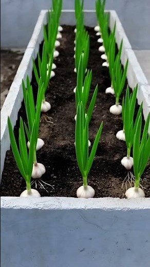 Grow Garlic at Home | Complete Garlic Plant Journey