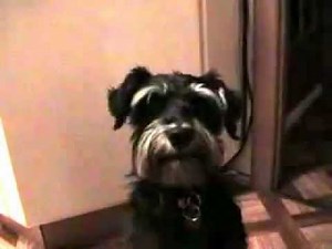 Miniature Schnauzer Talking dog "Mama"