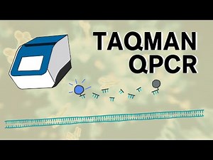 Taqman qpcr