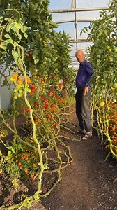 122K views · 2K reactions | Mid air globes of flavour #polytunnel #growyourownfood #nodig #tomatoes #nodiggardening | Charles Dowding No Dig Gardening | Facebook