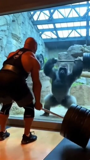 Man Struggles to Lift… Then the Gorilla Does THIS 😳💪🐒#gorilla #gymshorts #deadlift #viralshorts