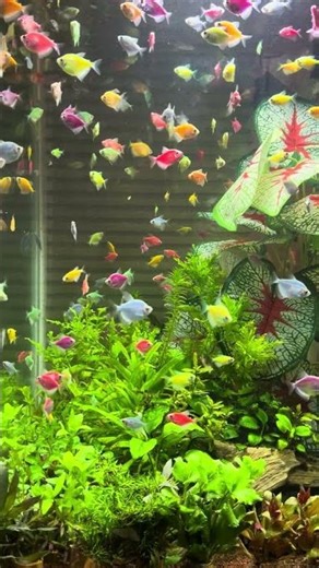 Glofish Aquarium
