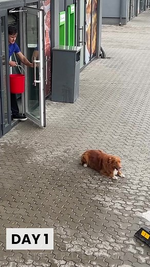 172K views · 287 reactions | A Dog’s Duty: Fending Off Thieves Like a True Hero! | Street Belle Fashion | Facebook