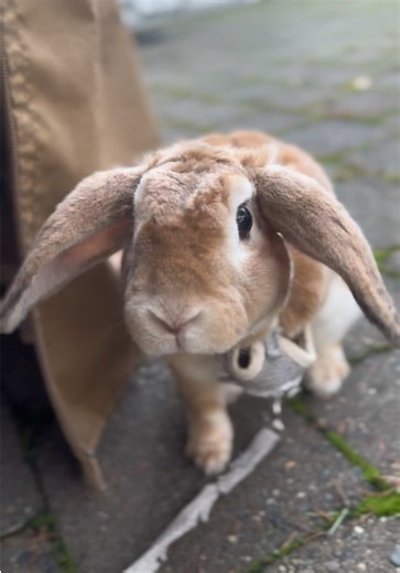 Reconnect with Nature: Exploring Rabbit Habitats
