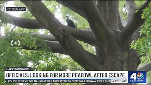 2 peafowl still loose after Bronx zoo escape