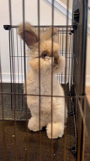 Adorable English Angora Rabbits for Sale: Meet Dolly and Kenny!