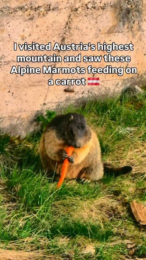 1K views | I saw these Alpine Marmots at the Grossglockner viewpoint in Austria and had to take a short video.  #austria #alps | Paul Imanuelsen | Facebook