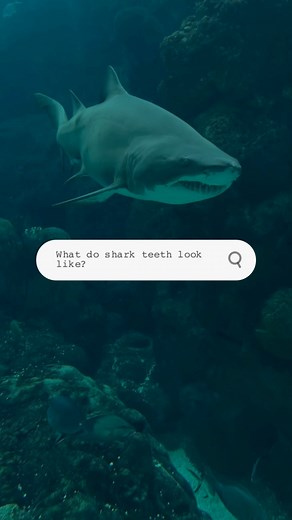 3.1K views · 39 reactions | What big teeth you have! Discover the fascinating world of shark teeth ⬇️ | The Florida Aquarium | Facebook