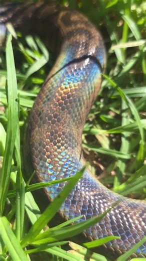 Anetha #snake #wildlife #nature