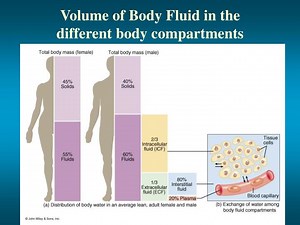 Volume of Body Fluid in the different body compartments - SlideServe