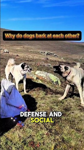 Why do dogs bark at each other?