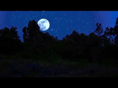 Cricket & Insect Sounds with Gentle Wind | Perfect for Sleep, Relaxation & Meditation