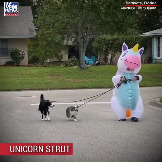 8.8M views · 47K reactions | A Florida woman found a colorful way to practice social distancing while taking her dogs for a walk. | Fox News | Facebook