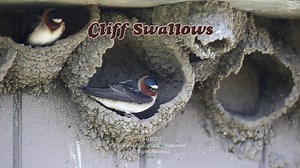 19 reactions | © B Wood Photography Cliff Swallow (Petrochelidon pyrrhonota), YNP.⁠ ⁠ I hope you've enjoyed the different swallows that we've featured this week. Which one was your favorite?⁠ ⁠ If you would like to see this video in its entirety, please click on the following link: https://youtu.be/5CpRbMzcLNE | B Wood Photography | Facebook