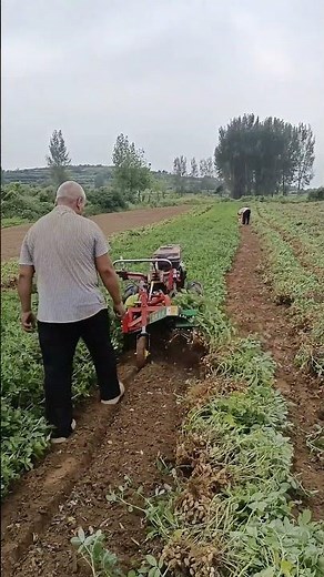 Use A Small Tool Machine To Dig Out Peanut Plants Easily !