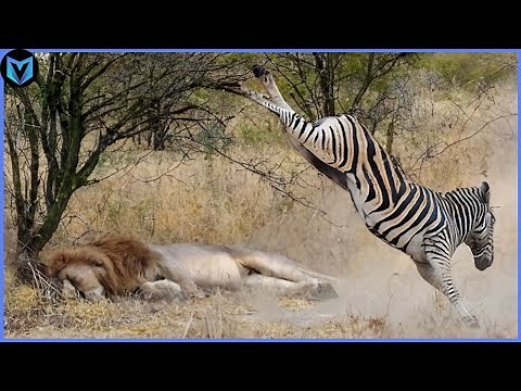 12 Most Unbelievable Moments of Prey Escapes Predators