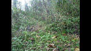 10K views · 276 reactions | So adorable! Mama bobcats have their litter (1-6 kittens) in early spring, so it won't be too much longer until a new generation of these critters is born. They'll learn to hunt mainly rabbits and hares, but they've also been known to eat rodents, birds, bats and even adult deer. | West Virginia Nature Conservancy | Facebook