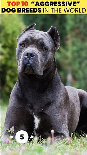 Top 10 Most Aggressive Dog Breeds in the World 🐕⚠️ | Strongest & Most Powerful Dogs Ranked 2025
