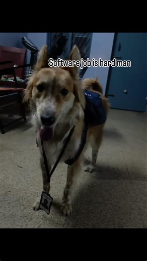 software Hardworking Team manager 😍❤️ #dog #dogshorts #dogs #dogs #doglife #dogworking #software #❤️
