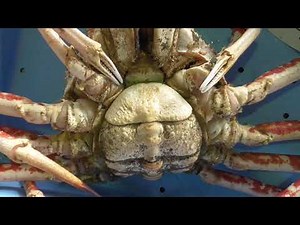 タカアシガニのオスとメスの見分け方紹介。お腹が丸みが帯びている方は雌、尖っている方が雄。別名彼岸蟹とも呼ばれ、そのころに産卵しに浅瀬に移動し網に掛かる、世界最大のカニ。