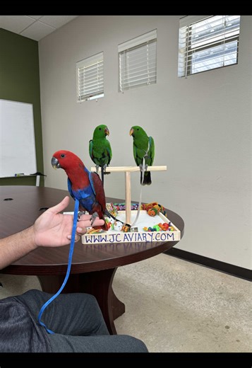 Solomon Island Eclectus Babies Available for Adoption