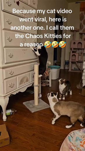 Chaos Kitties: Mission Impawssible Part 2! Follow up with an older video, same crazy kitties doing another snack heist! Thank you for making my video go viral! Enjoy part 2!! #cat #cats #fyp #viral #Chaos