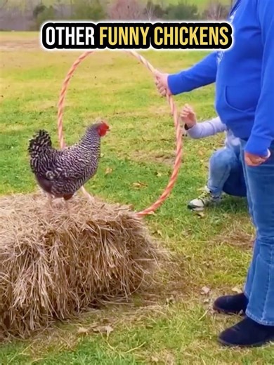 Other Funny Chickens vs Last One #shorts