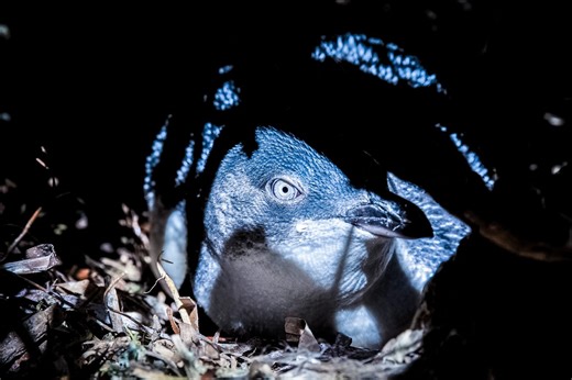 Monitoring Endangered Species with Non-invasive Drones