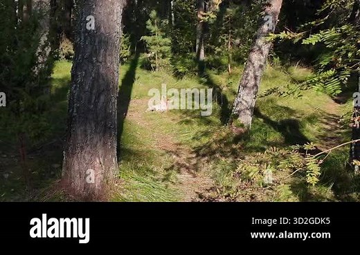 Wild red fox resting on sunny forest glade covered with soft green moss. Peaceful wildlife scene in natural woodland Stock Video Footage - Alamy
