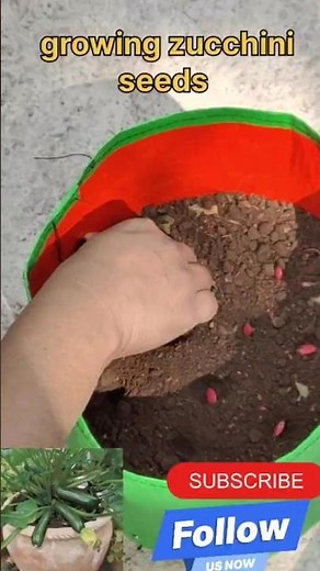 growing zucchini seeds 🥒🥒🥒 #zucchini #seeds