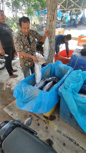 Catch lots of skipjack tuna #fishing #fish #pesca