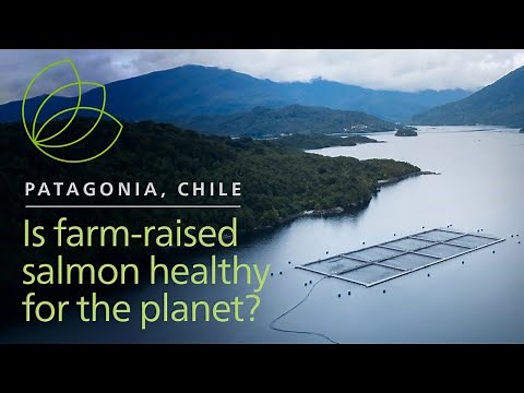 Nourishing the world with sustainably farmed salmon