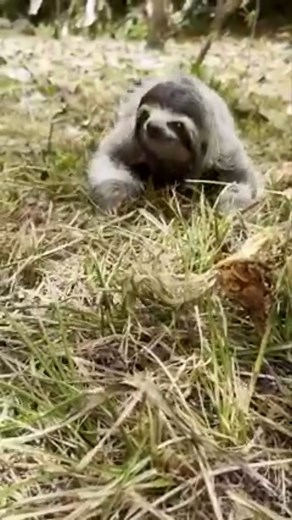 Q: Why did the sloth crawl on the ground? A: To get to the other tree. We've said it before and we'll say it again: Sloths are arboreal creatures who prefer to stay in the tree tops…but they will crawl on the ground when needed. 🦥 In human-encroached areas, this can be dangerous because of dogs, cars, and humans. 🌳Learn more about our Sloth Speedway program to connect fragmented forests here: theslothinstitute.org/projects/sloth-speedways | The Sloth Institute Costa Rica