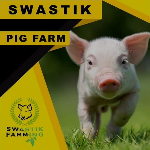 Treatment of Lice in Pigs