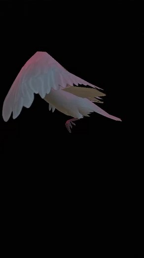 Graceful Dove in Flight Captured on Video
