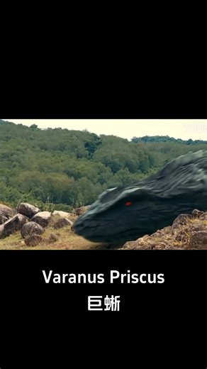 4M views · 90K reactions | Giant snakes invade monitor lizard territory! #巨蜥 #VaranusPriscus #优酷电影 #youkumovie | Youku Movie | Facebook