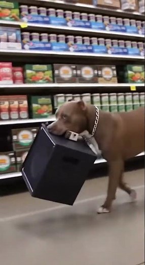 Funniest Silly Dog Moments 😂🐶 | Cute & Funny Dog Compilation