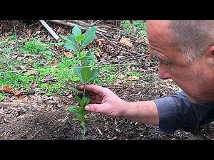 Holly Oak that Grow Truffles? A Truffle Tree ;). Quercus ilex, truffle inoculated trees