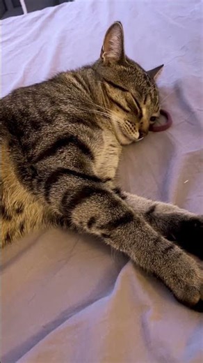 Sleepy Cat With Loud Snoring 😴🐱