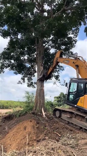 Excavator Tree removal