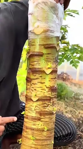 Comment produire des fruits hybrides. | fruit