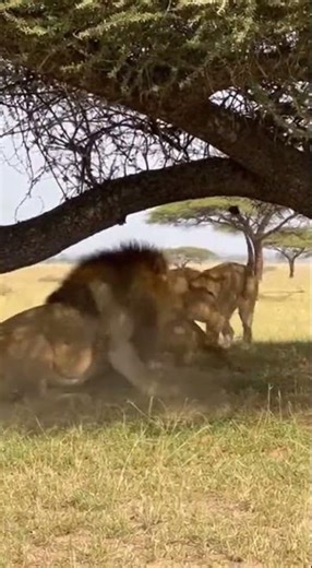 동물은 동물을 돕는다.Animals help animals. Unexpected friendships in the wild