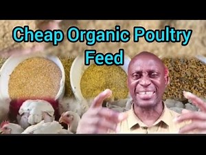 How to make Poultry Feed | Organic Poultry Feed Ingredients and Nutritional Composition.